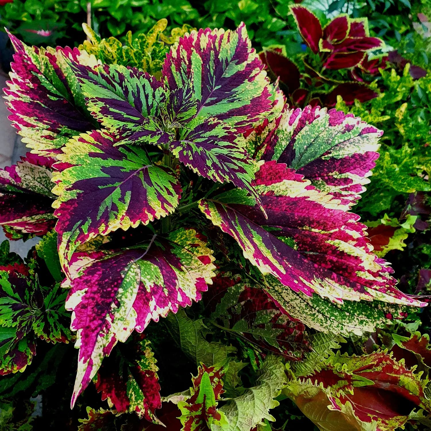 斑斓叶种植秘籍：驱魔果的养护技巧