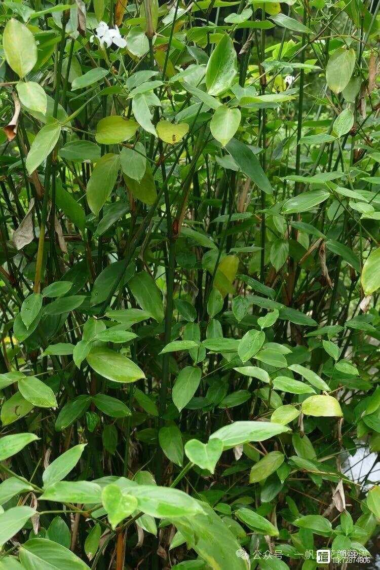 竹叶蕉：一种形似竹子的神秘植物