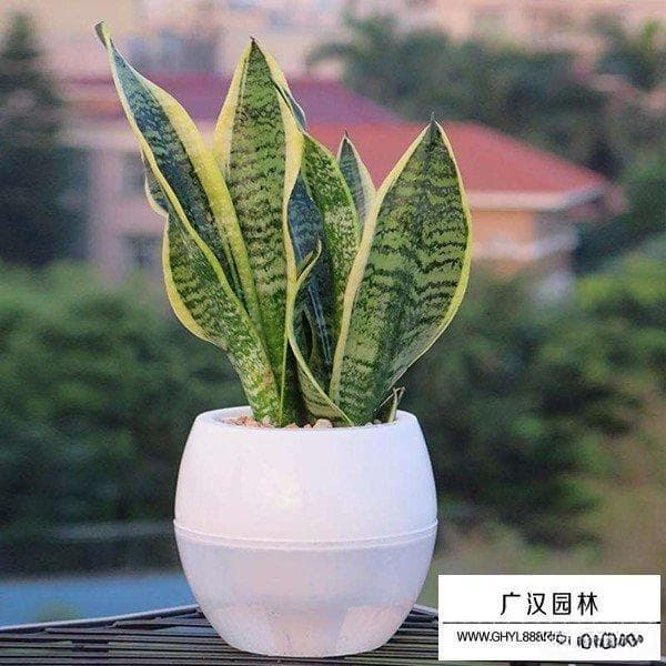 家里可以种虎尾兰吗？