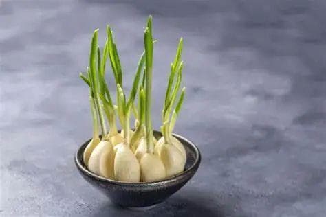 大蒜长芽后还能吃吗？安全还是危险？