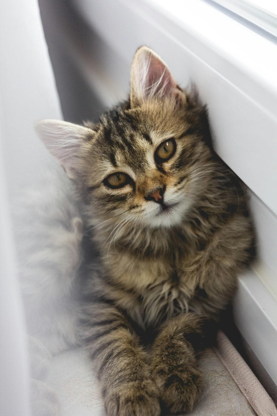 猫咪应激反应怎么安抚？让你的喵星人重拾快乐！🐱💖