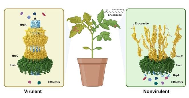 周俭民团队发现让致病细菌“哑火”的新型植保素