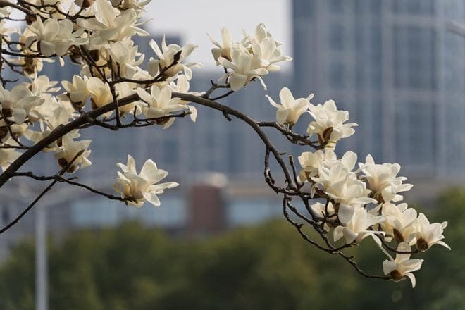 玉兰—玉树银花：从市花到生活美学的东方传奇