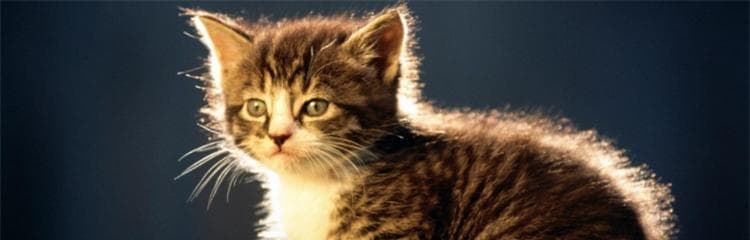 猫咪吃乳果糖的正确用量（保护你的猫咪健康，让它在正确的用量下享受乳果糖的美味）