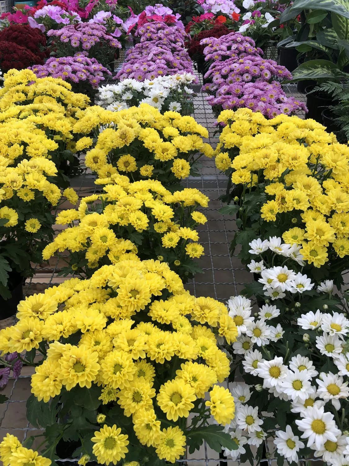 菊花茶的正确打开方式：品种选择、冲泡方法全攻略