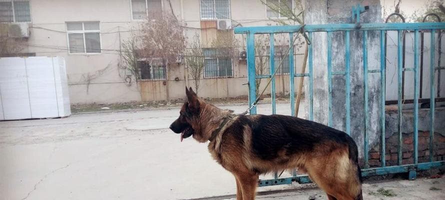 牧羊犬繁殖全攻略：从配种到幼犬护理的关键要点