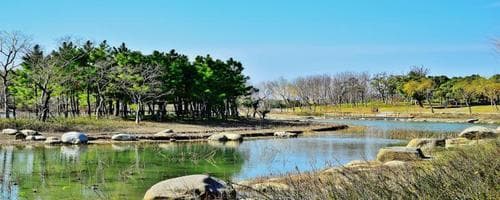 无锡金匮公园樱花什么时候开