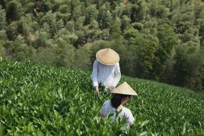 不同（纯自然与控温湿）萎凋思路对白茶品质的影响