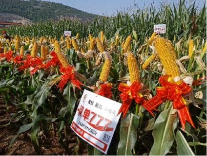 湖北省种子集团玉米新品种替代大豆进口潜力巨大