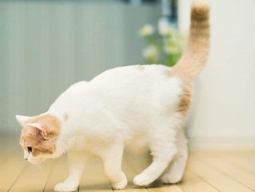 猫咪抽搐，警惕健康隐患！