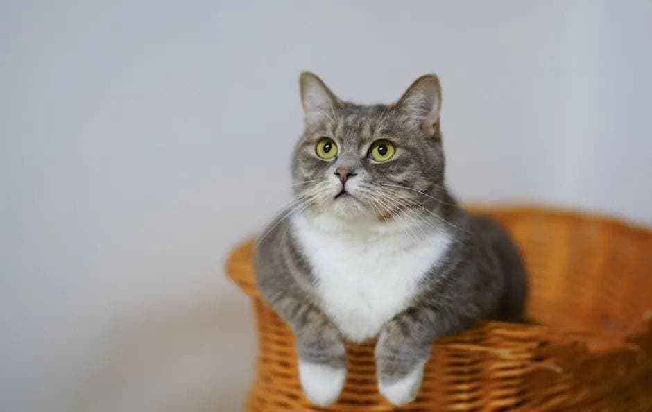“I love cat”可不是“我喜欢猫”！歪果仁会被吓坏的！