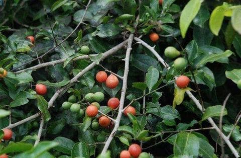 五层龙这么火？控糖、减脂、促消化的全能植物！