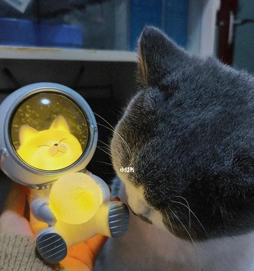 猫咪能否吃布丁？从布丁成分到猫咪饮食安全的全面解析