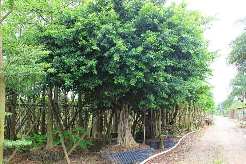 广州、福建常见园林植物配置与选择指南