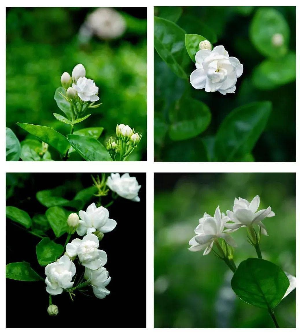 福州茉莉花茶窨制工艺：这项世界非遗，称得上“人间第一香”