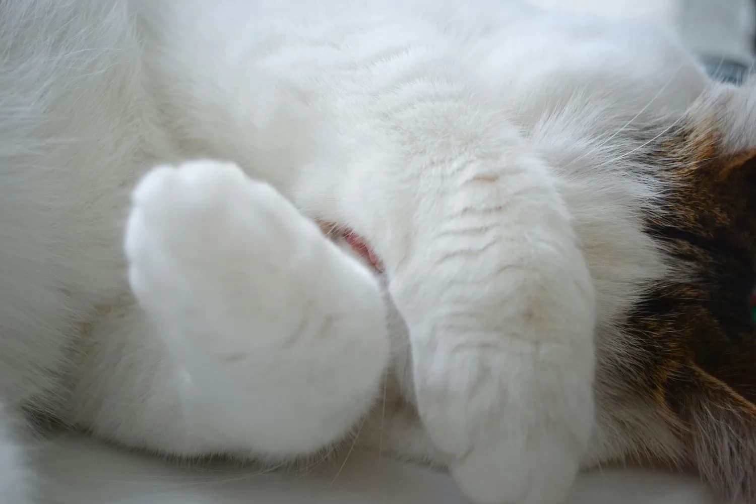 奈飞《喵星人的奇思妙想》揭秘：猫咪如何统治互联网？