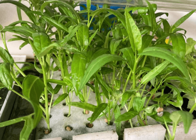 空心菜的水培方法及管理技术要点