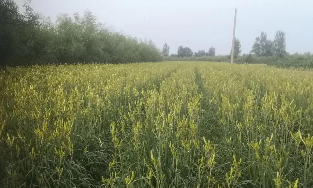 黄花晒干与制干方法详解（教你如何贮存和制作干黄花菜）