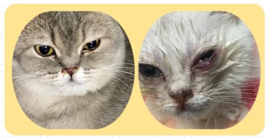 小猫的眼睛流眼泪是怎么回事？真相找到啦！