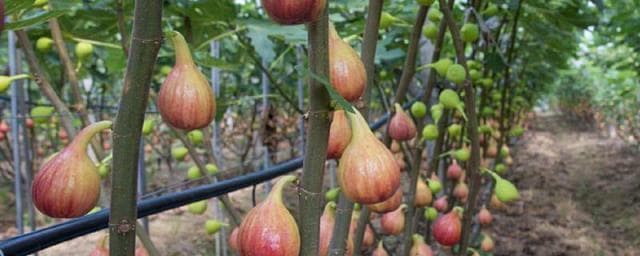 无花果种植技术：从选地到后期管理的全方位指南