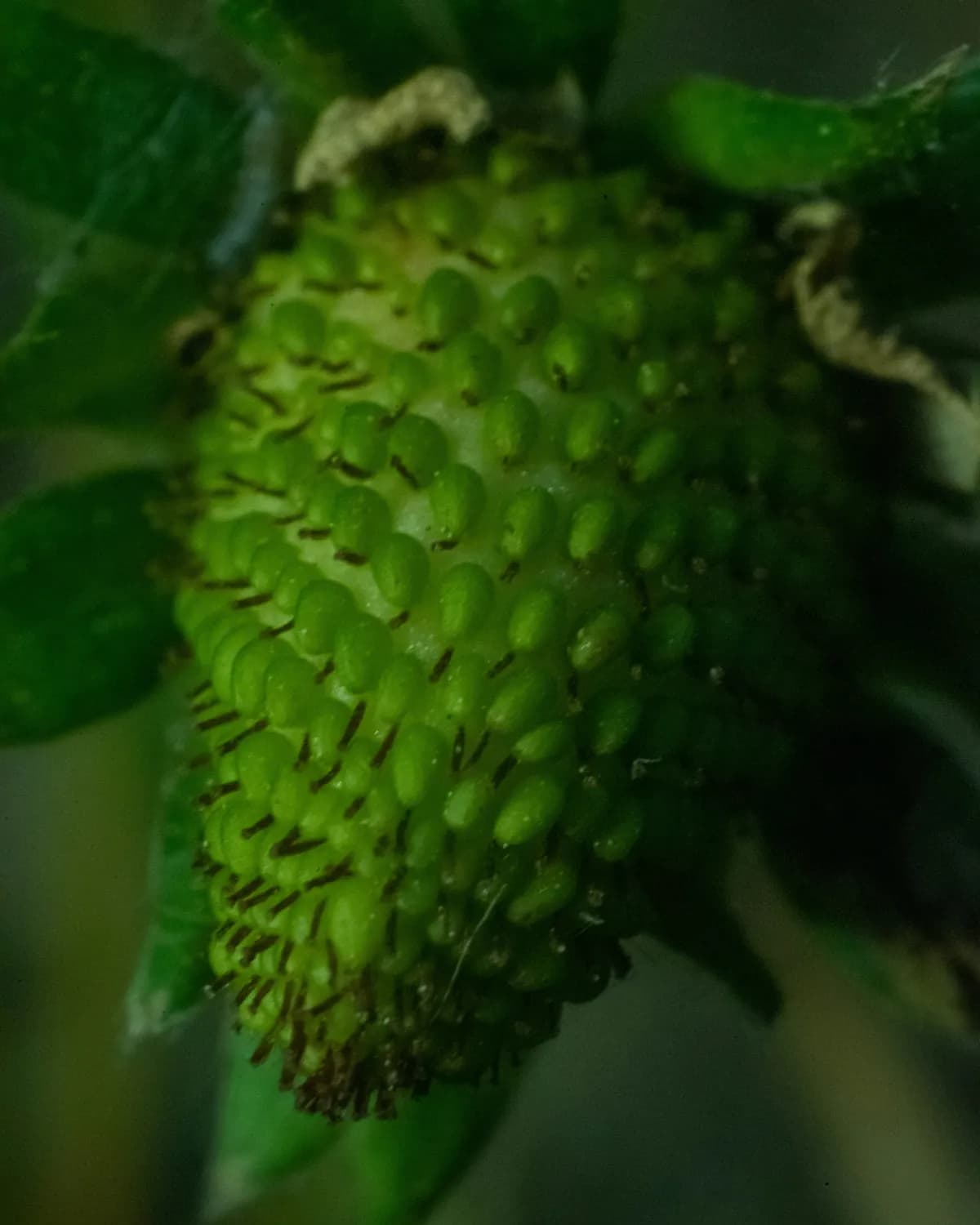 南太平洋的秘密：诺丽果茶养生新宠