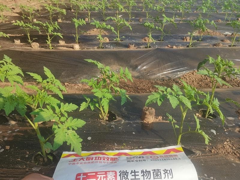 番茄种植：移栽后的关键管理要点