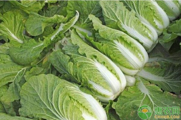 大白菜种植方法全过程