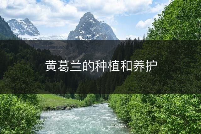 黄葛兰的种植和养护指南