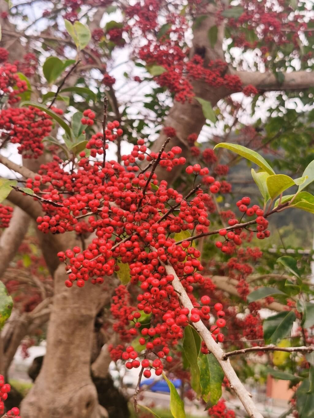 广东林业一图话你知 如何植出乡村好景致