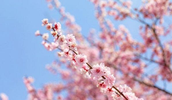 2025年青岛春季赏花全攻略：15种花卉最佳观赏地指南