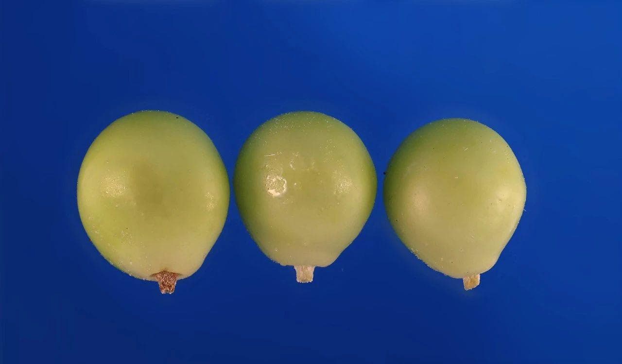 物语之中国特有物种——复羽叶栾 (Koelreuteria bipinnata)