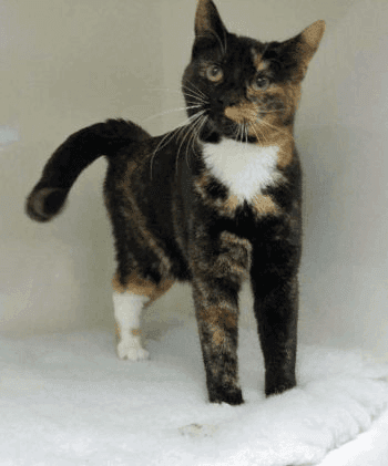 猫的毛发颜色、疾病与行为的7点奥秘