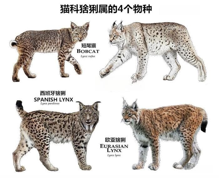 猫科猛兽归来：探秘猞猁属四大致命猎手