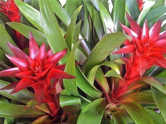在室内养热带观叶植物注意这几点，北方也能养出雨林风情