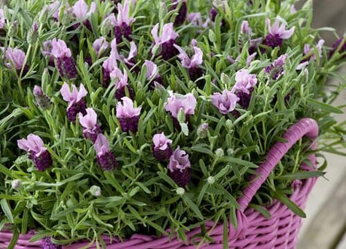 薰衣草开花后怎么处理？花谢后需要修剪吗？
