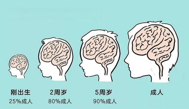 哈佛研究发现：孩子大脑有3次“变聪明”的机会，抓住1次也很优秀