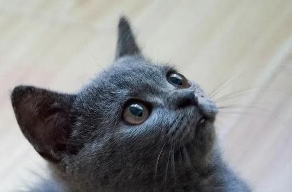 蓝猫家族图鉴：三大蓝猫品种性格与外观全解析