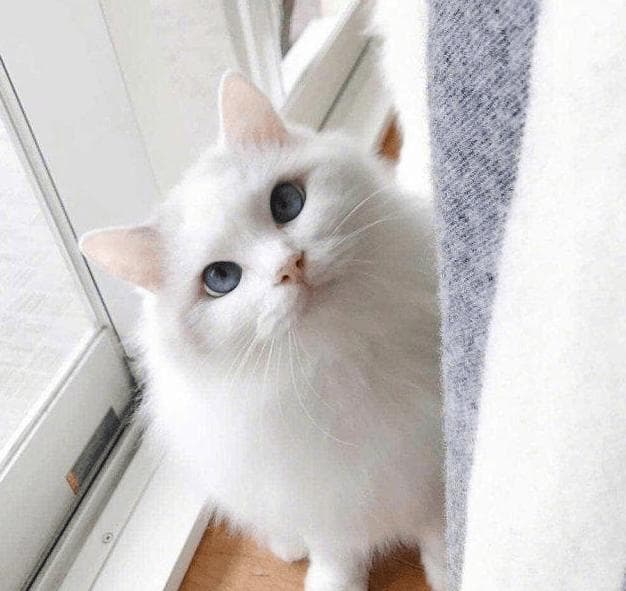 猫咪突然翻脸？掌握这些预兆，轻松避免被“喵咬”