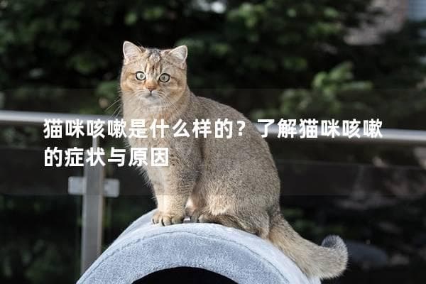猫咪咳嗽是什么样的？了解猫咪咳嗽的症状与原因