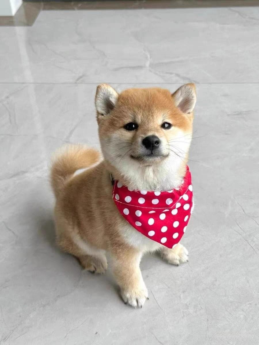 家有爱犬，健康又快乐？细数养狗的惊喜收获