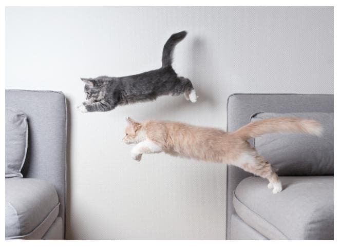 揭秘猫咪踩人的秘密：原来它们是在表达爱意！