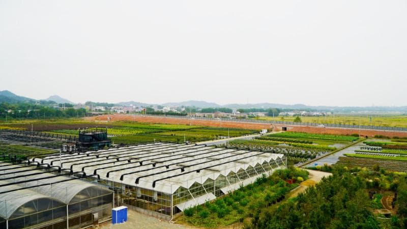 从“卖树”到“卖景”：长沙花木产业的“花样”升级之路