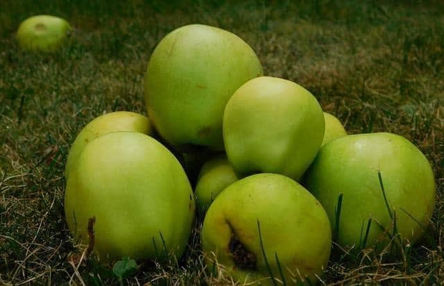关于食物安全的四大误区：发霉食物、掉地食物、落果和淹水蔬果能否食用？