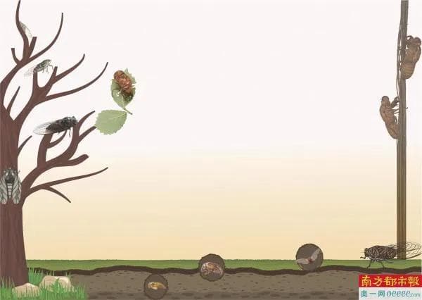 预计超1万亿只破土而出 美国或迎221年一遇蝉灾