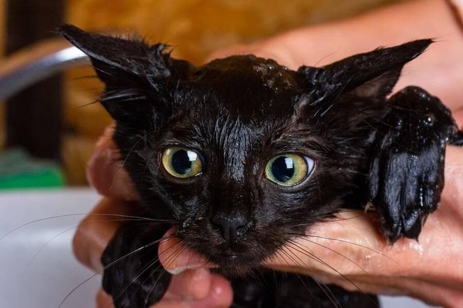 冬季室内养猫洗澡频率指南：多久洗一次才是最佳选择？