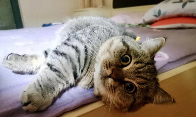探秘猫咪散瞳的原因（宠物猫咪的眼睛变化及其原因解析）