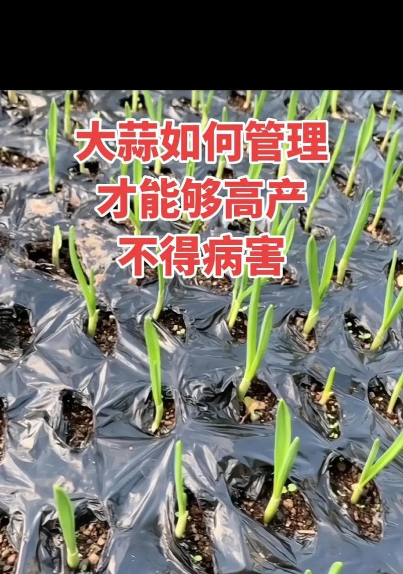 葱病虫害防治方法与技术措施（有效防范葱叶枯萎病、蚜虫等危害）