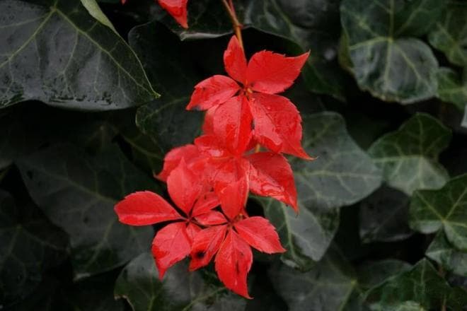 情场"烂桃花"的两个典型特征，你遇到过吗？