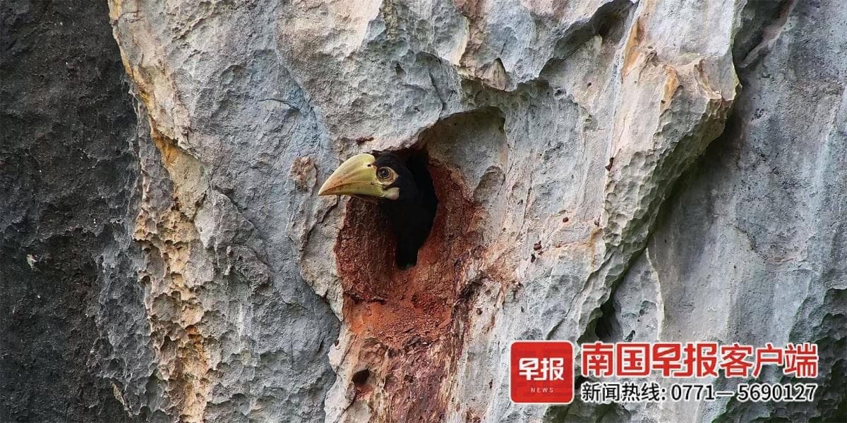 广西恩城国家级保护区又添冠斑犀鸟新成员