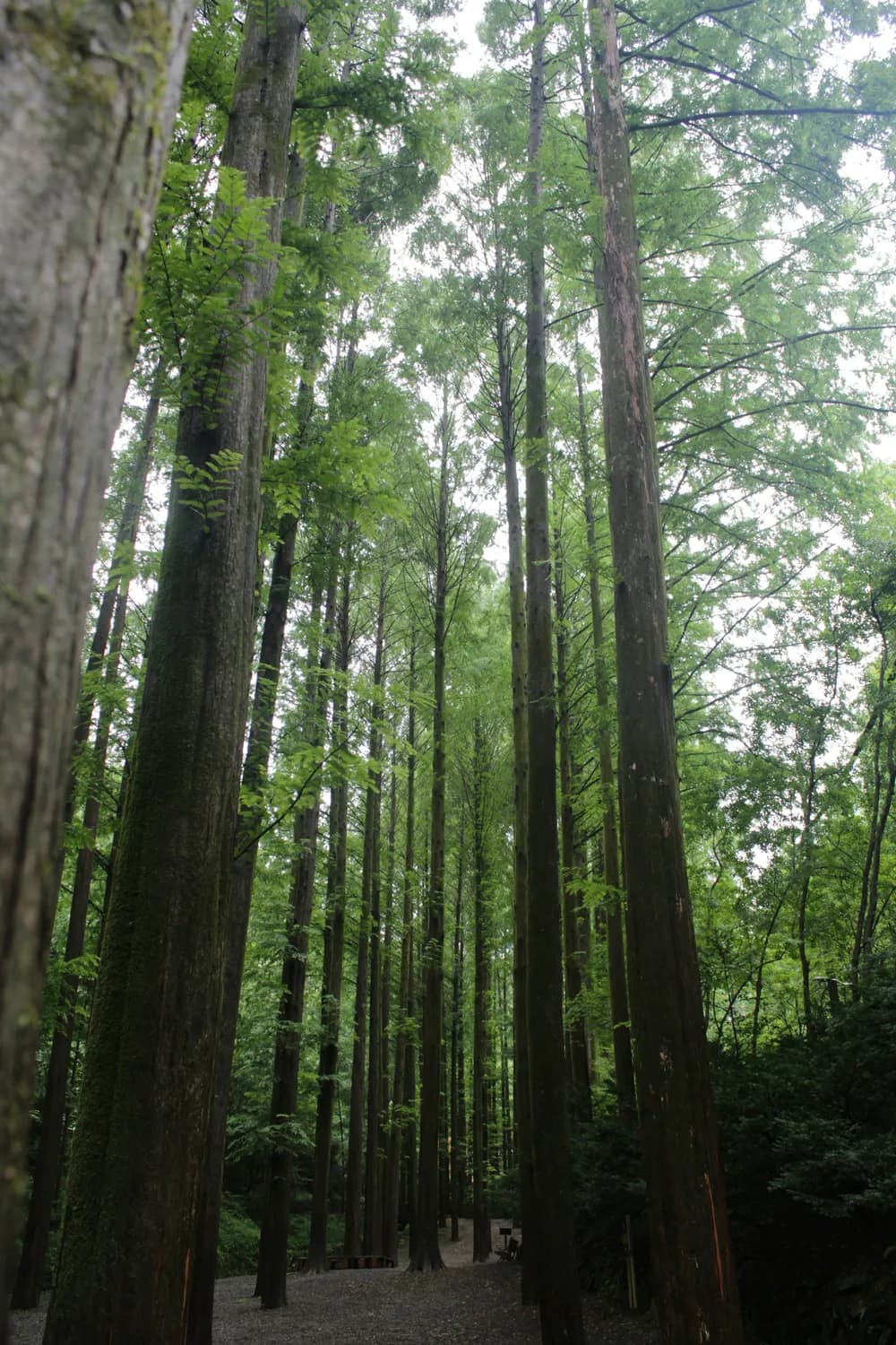 三官洞：避暑胜地的生态保护典范
